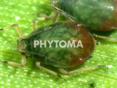 Rhopalosiphum padi